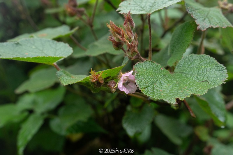 Rubus treutleri photo 4