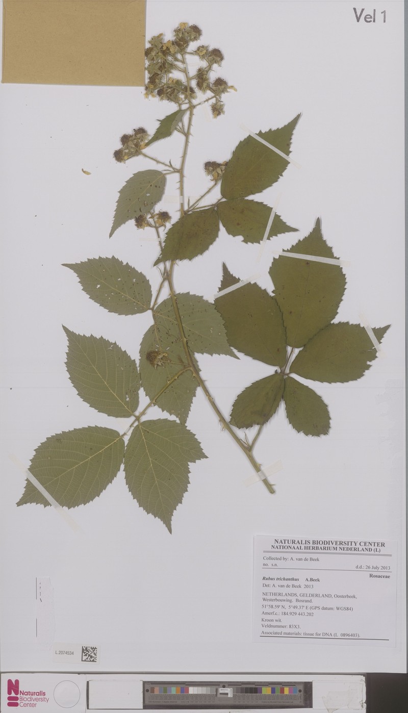 Rubus trichanthus