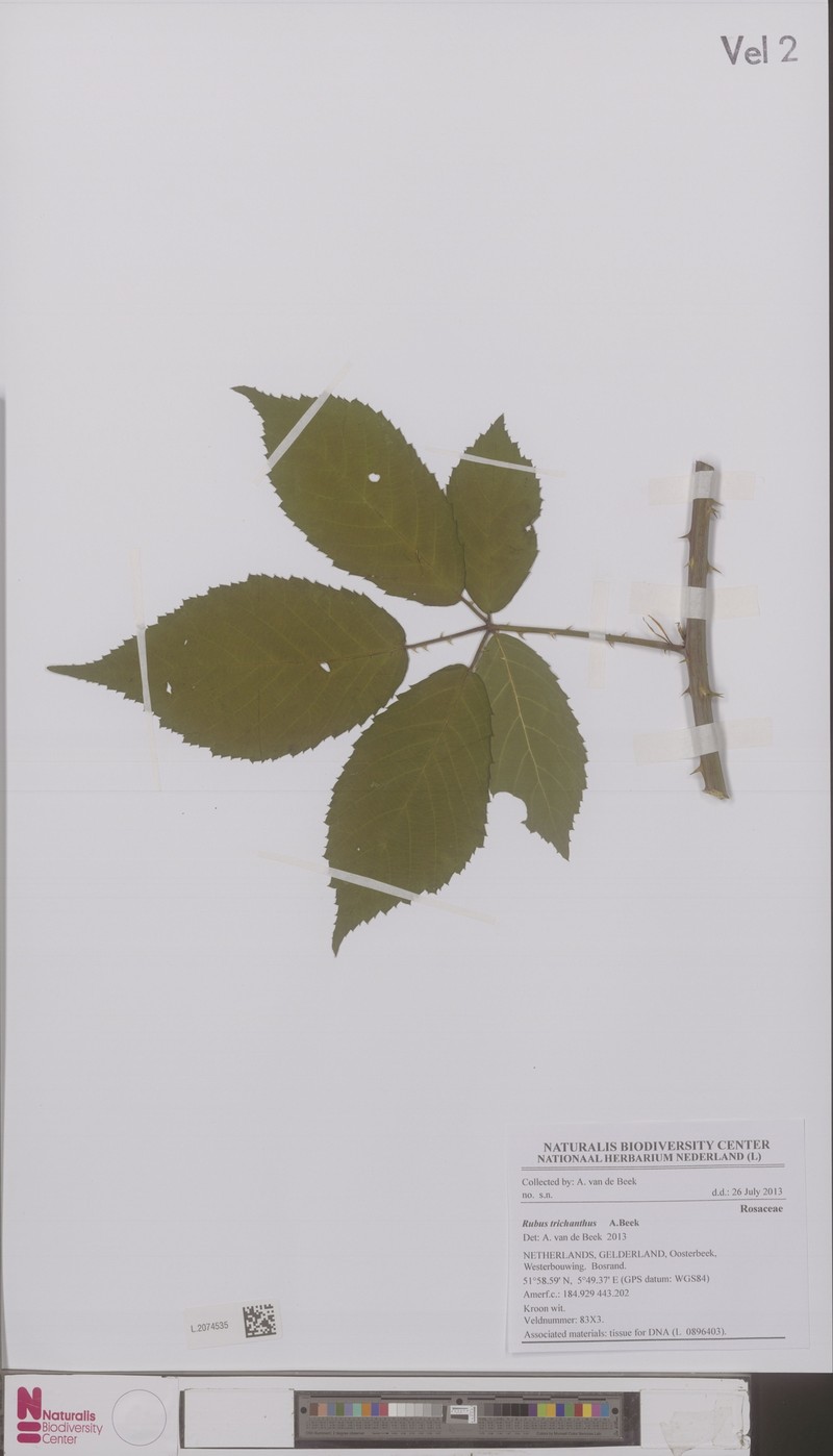 Rubus trichanthus photo 2