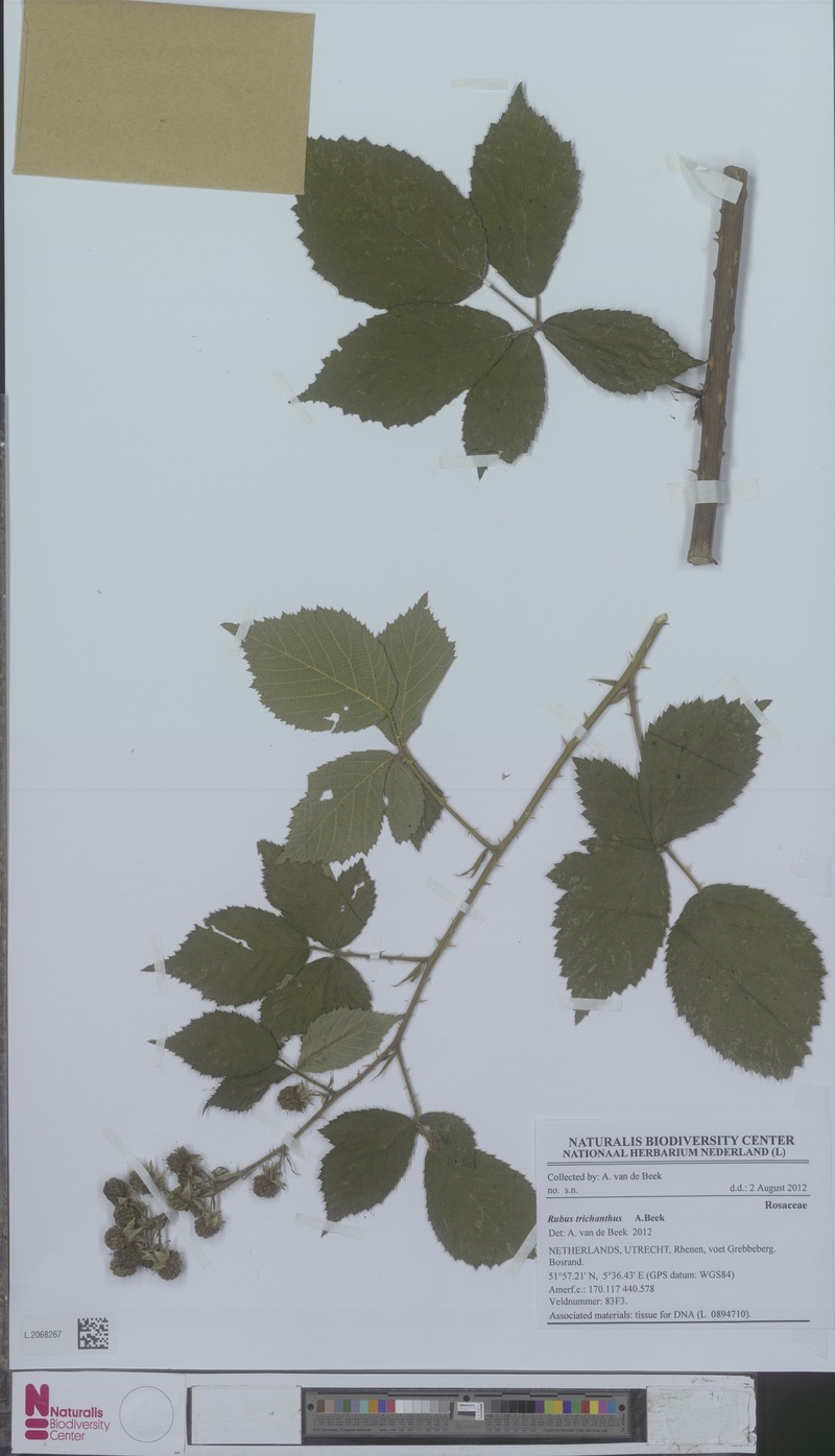 Rubus trichanthus photo 3