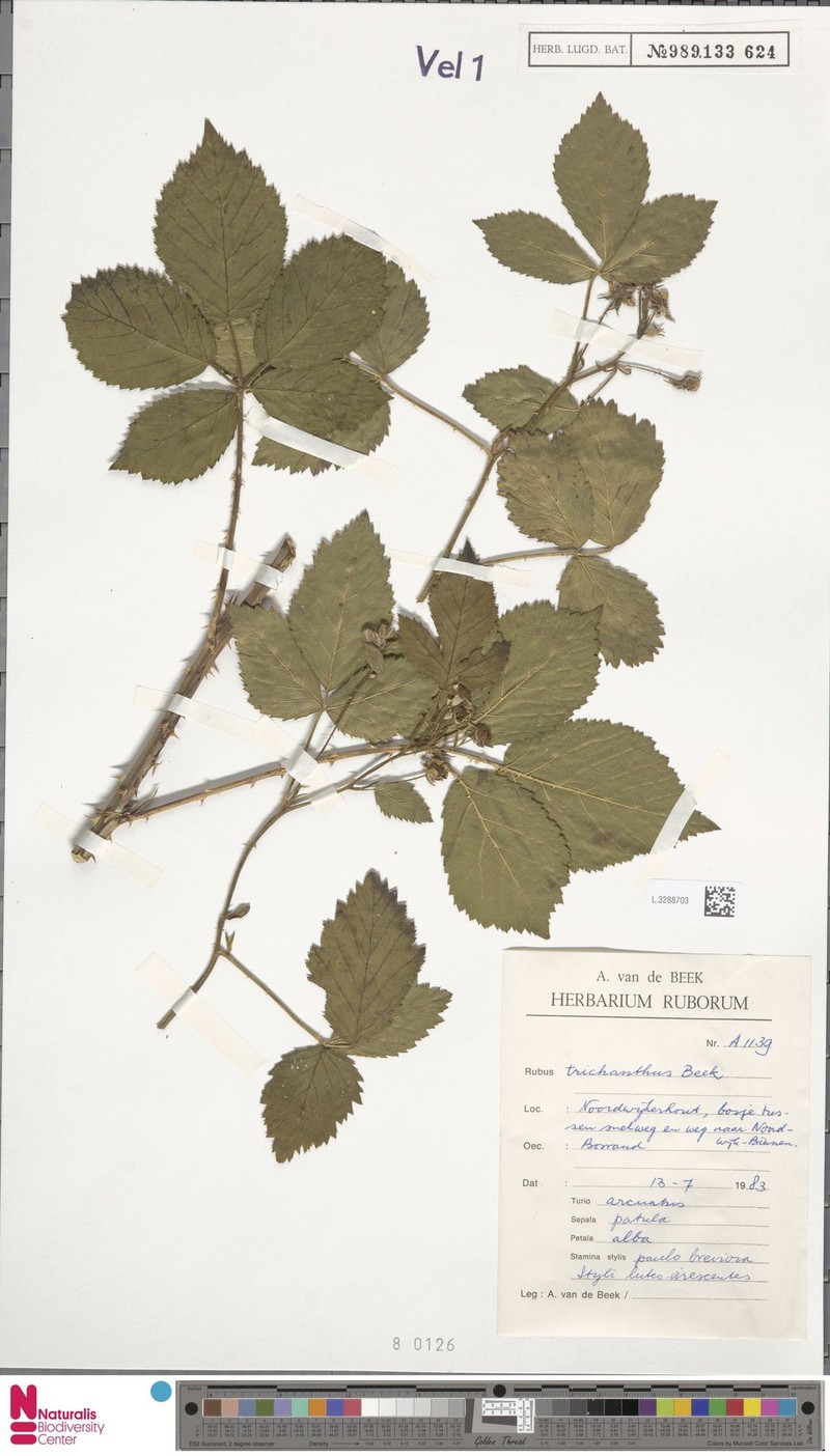 Rubus trichanthus photo 4