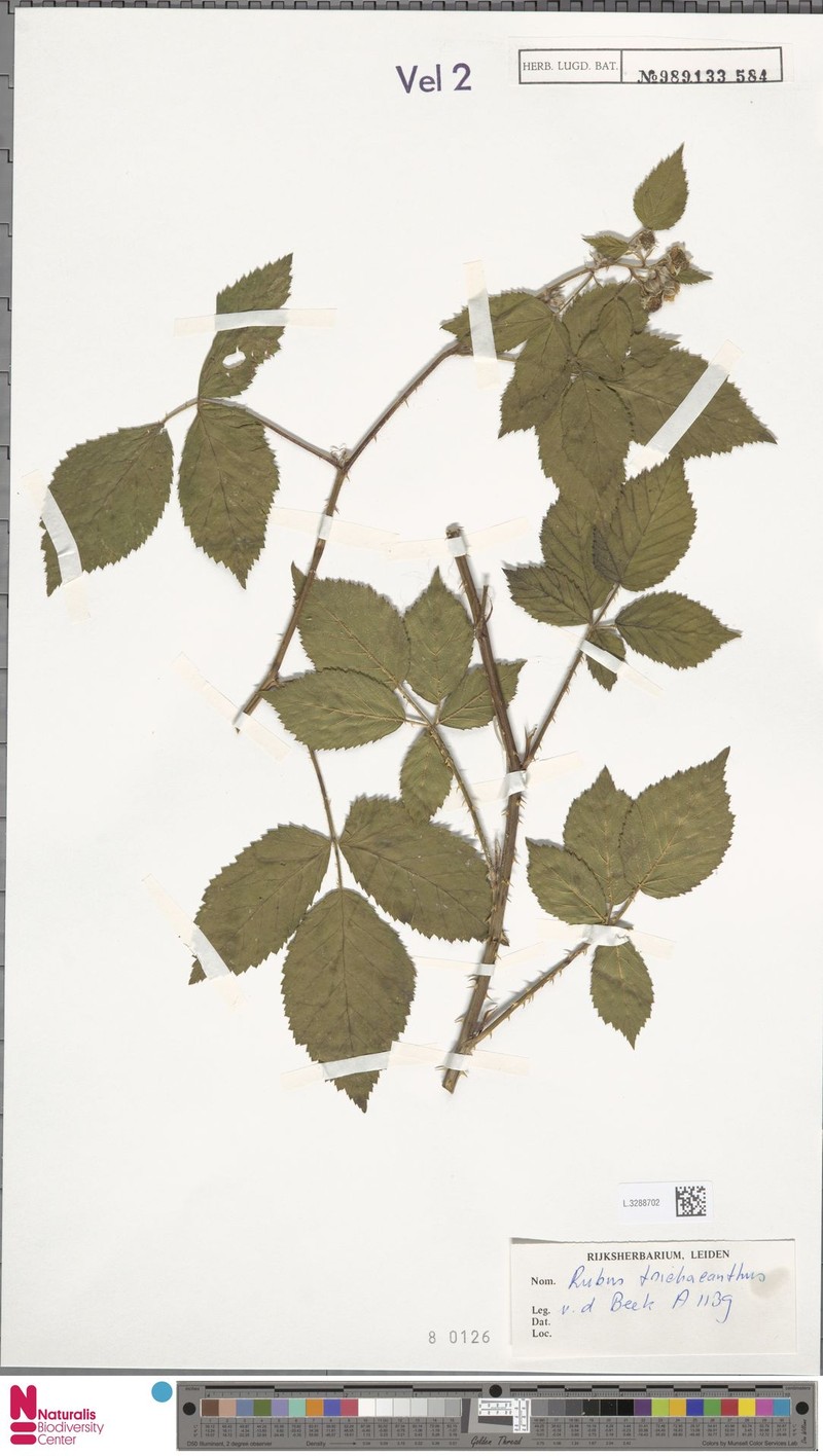 Rubus trichanthus photo 5