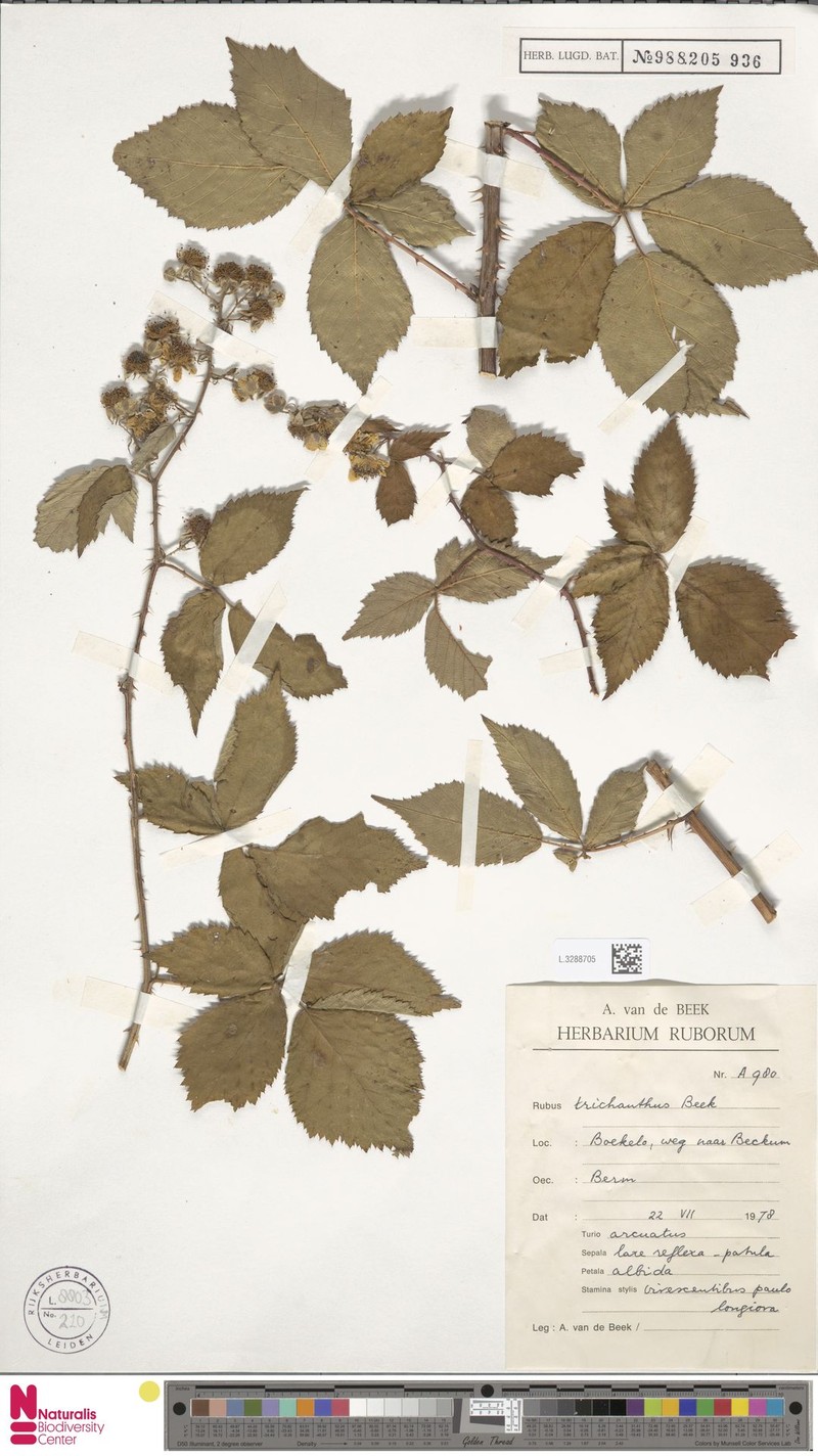 Rubus trichanthus photo 6