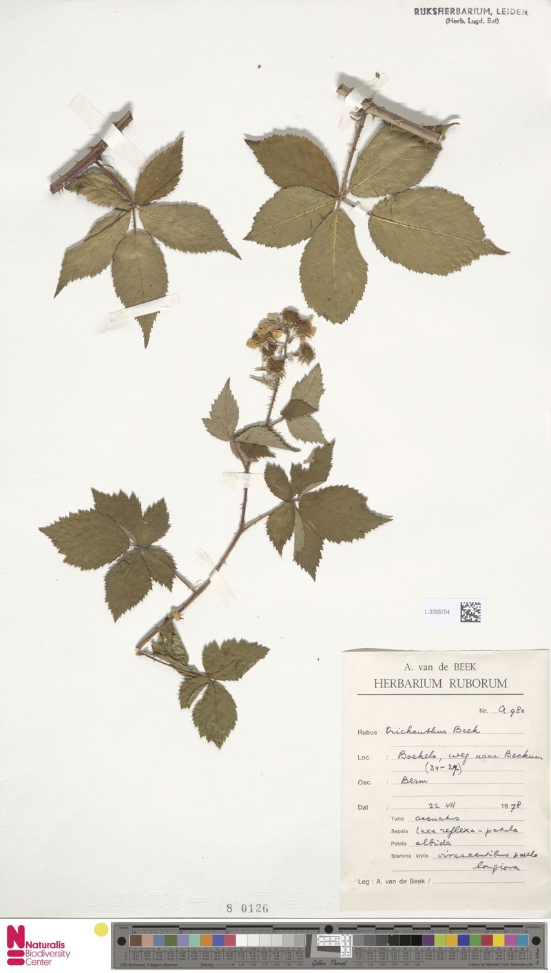 Rubus trichanthus photo 7
