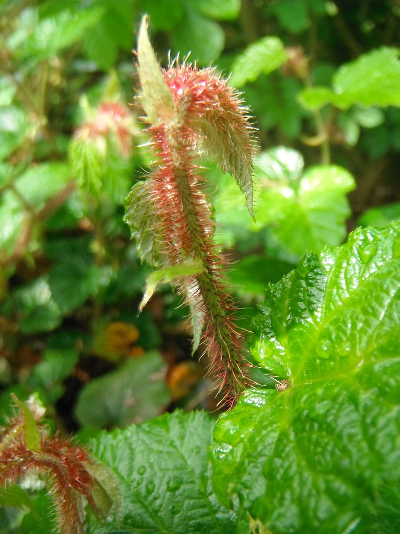 Rubus tricolor photo 2