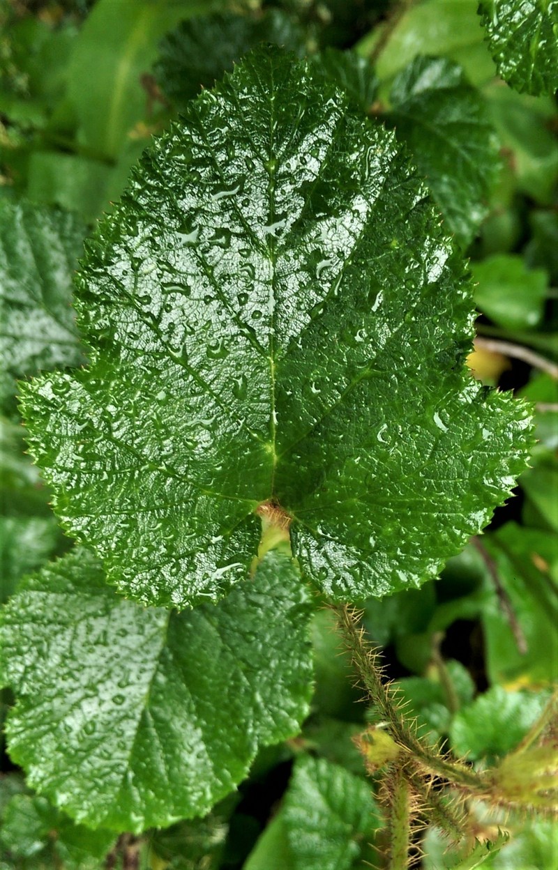 Rubus tricolor photo 3