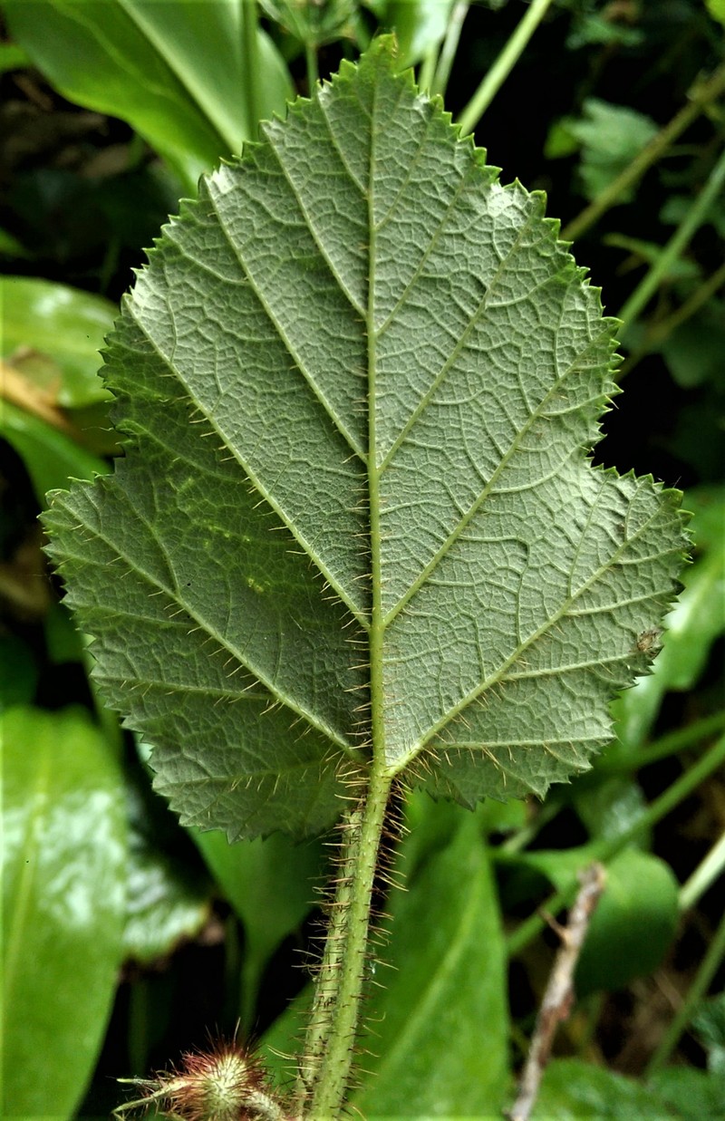 Rubus tricolor photo 4