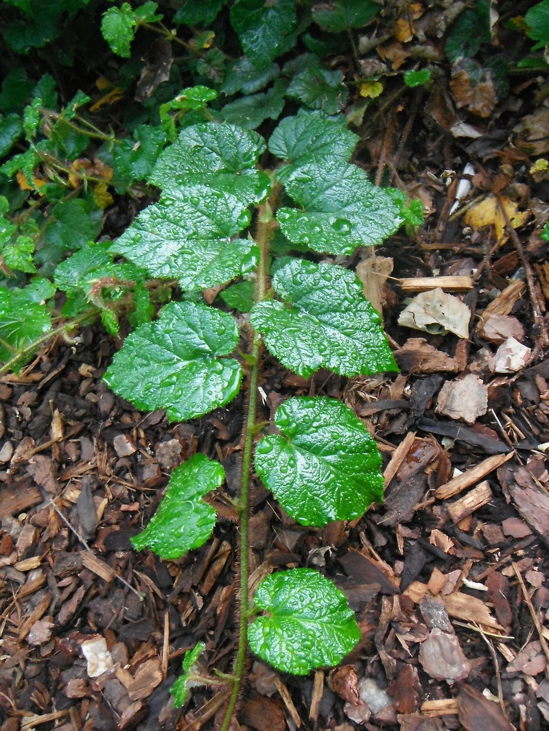 Rubus tricolor photo 5