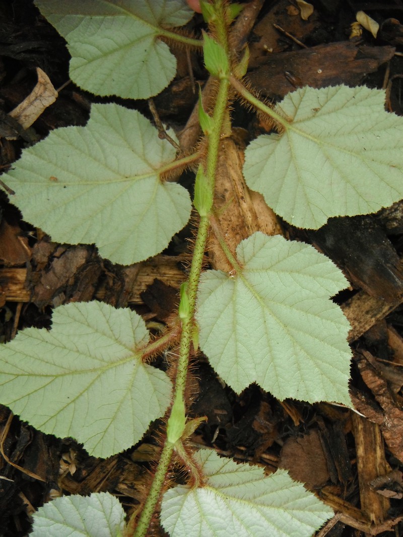 Rubus tricolor photo 6