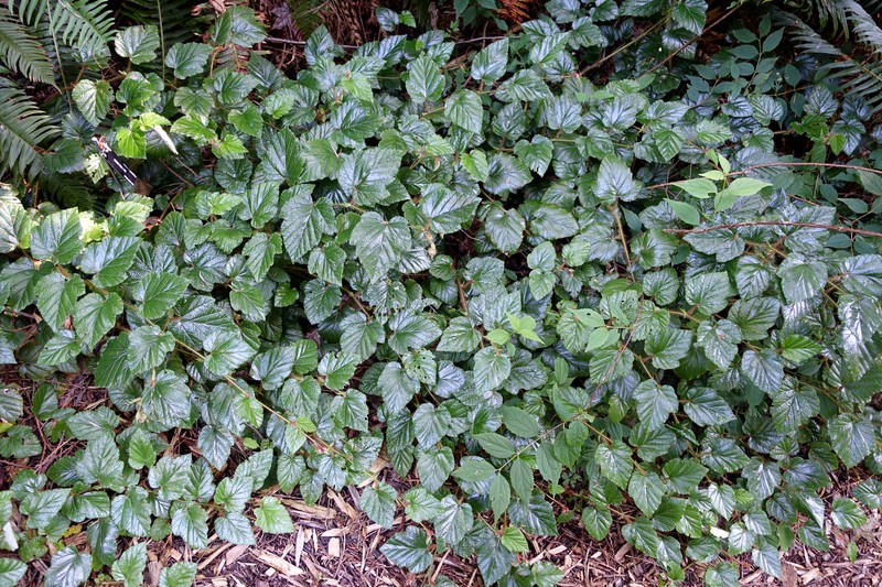 Rubus tricolor photo 7