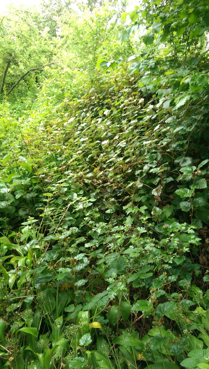 Rubus tricolor photo 8