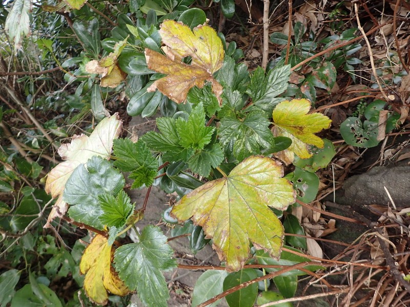 Rubus trifidus photo 2