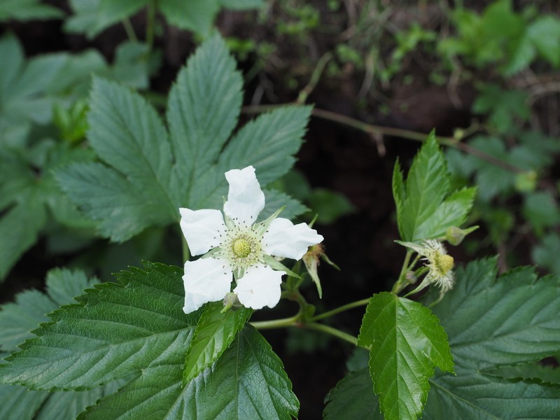 Rubus trifidus photo 3