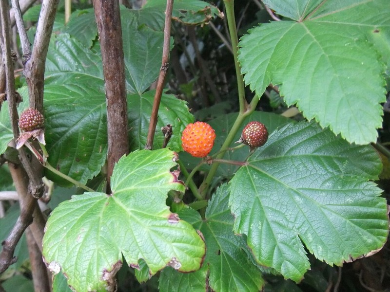 Rubus trifidus photo 4