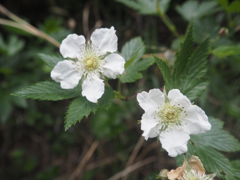 Rubus trifidus photo 5