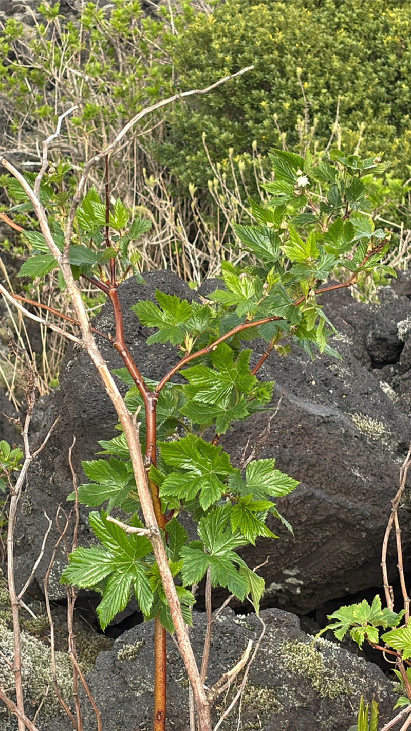 Rubus trifidus photo 6