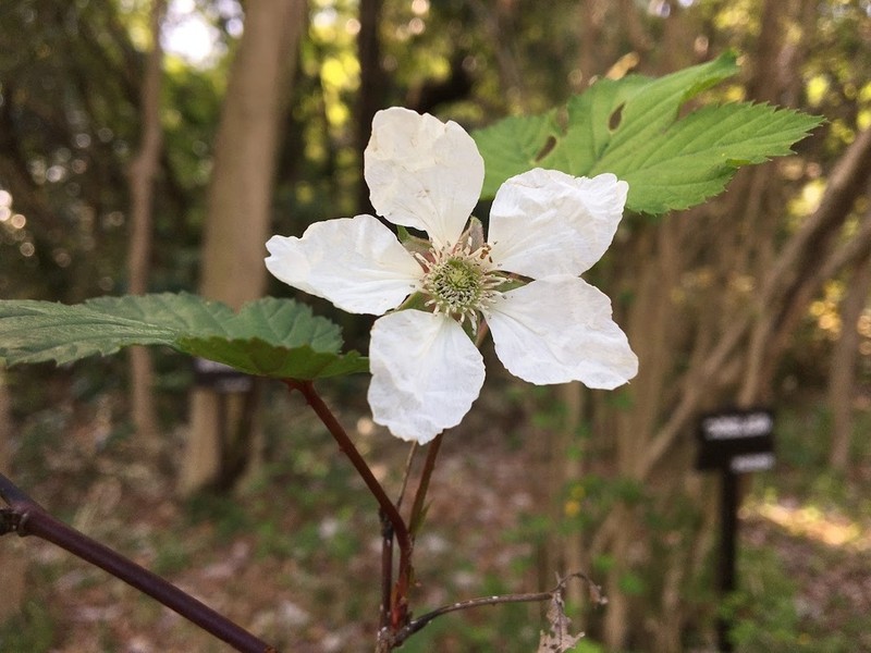 Rubus trifidus photo 7