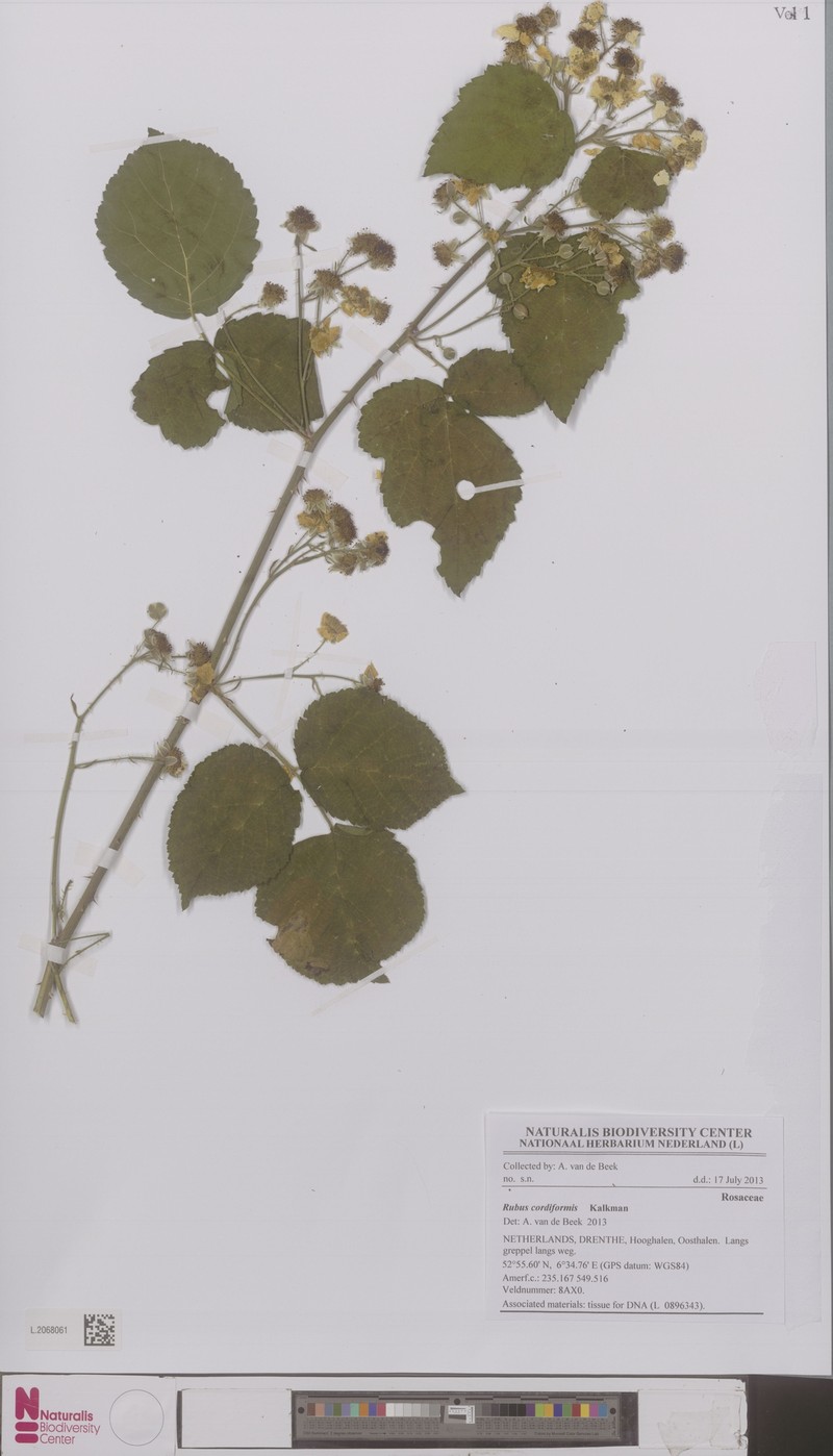 Rubus trigonus