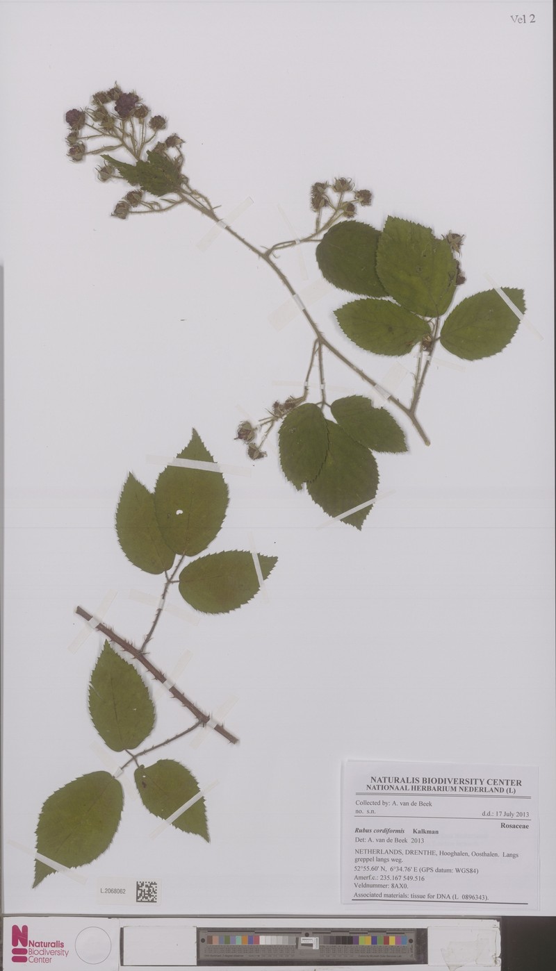 Rubus trigonus photo 2