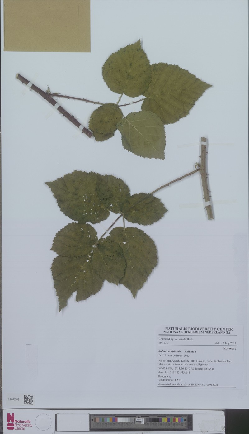 Rubus trigonus photo 3