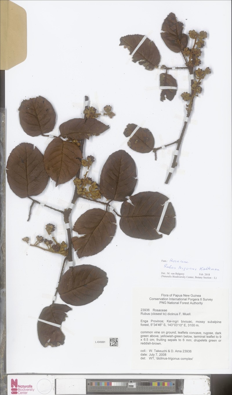 Rubus trigonus photo 4
