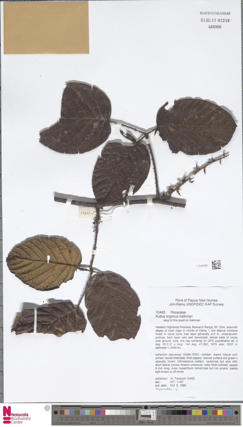 Rubus trigonus photo 5
