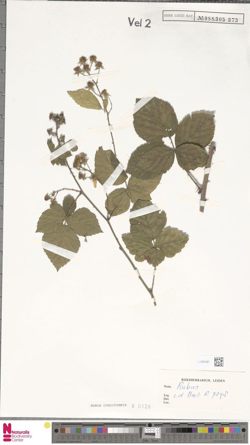 Rubus trigonus photo 6