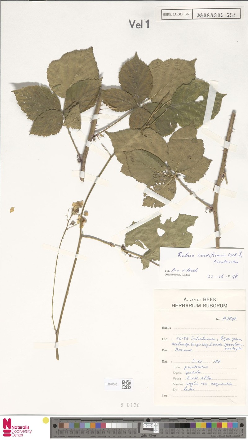 Rubus trigonus photo 7