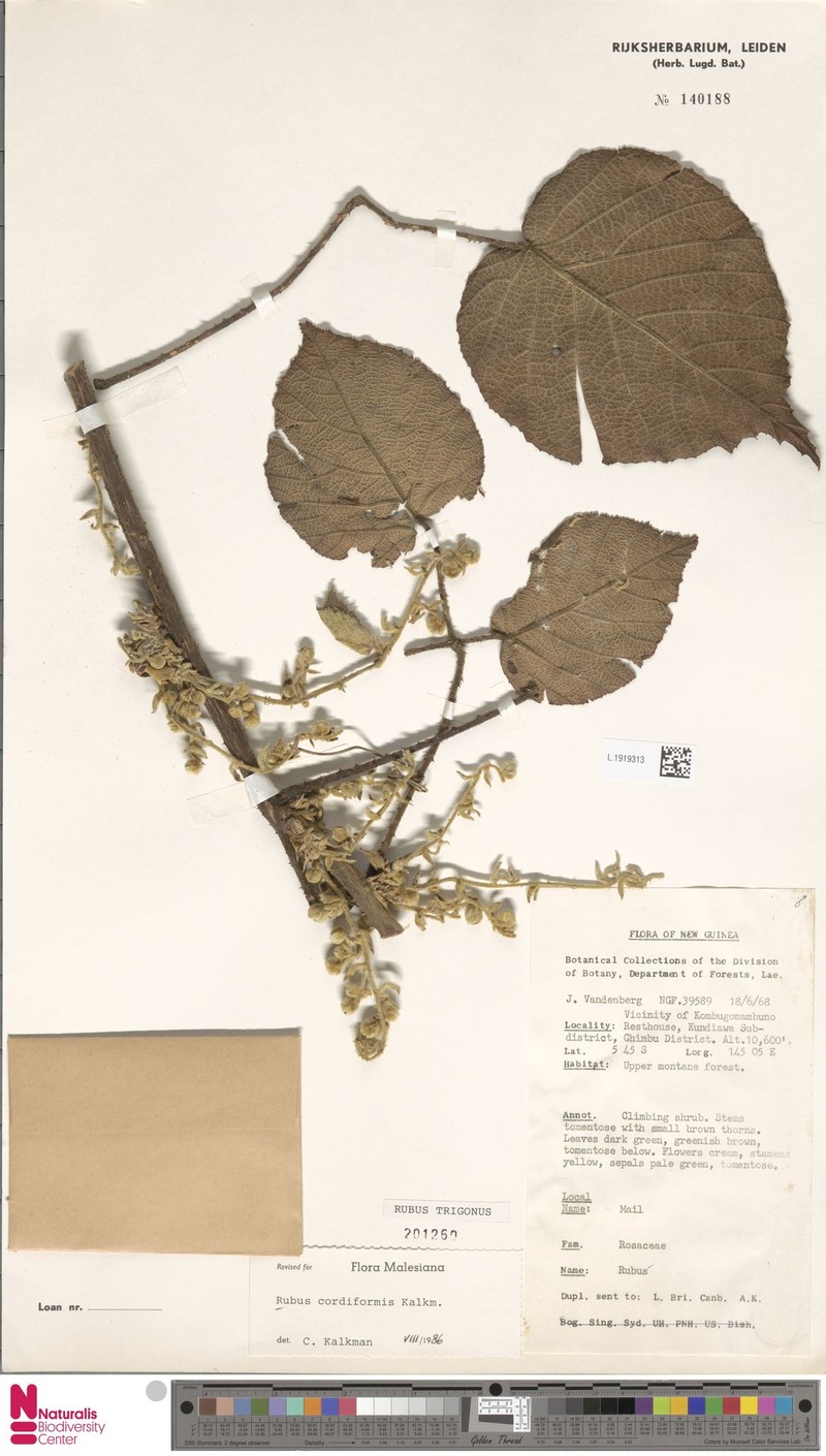 Rubus trigonus photo 8