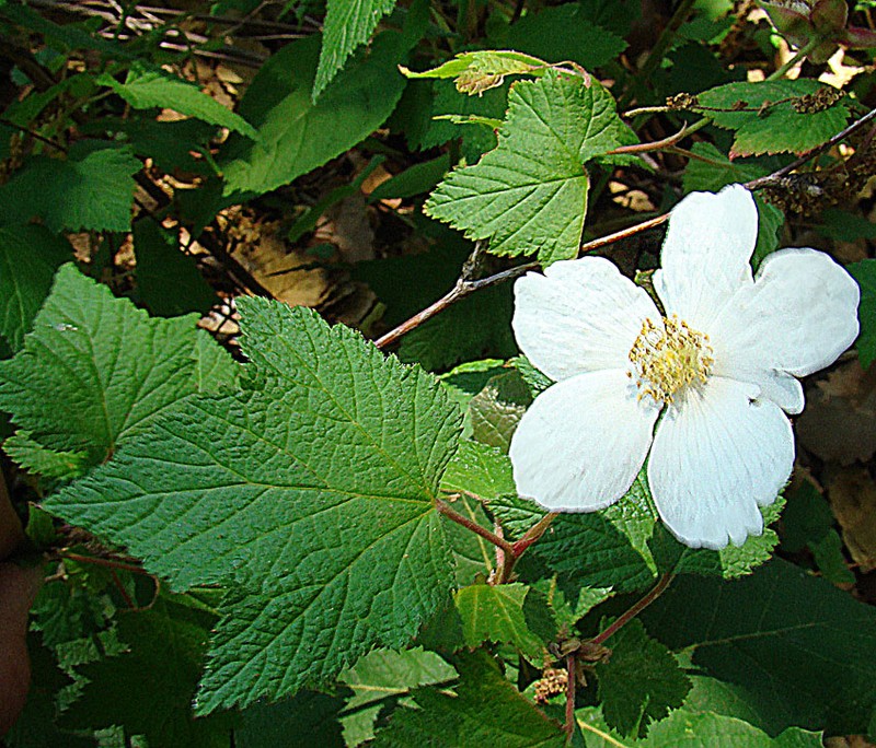 Rubus trilobus