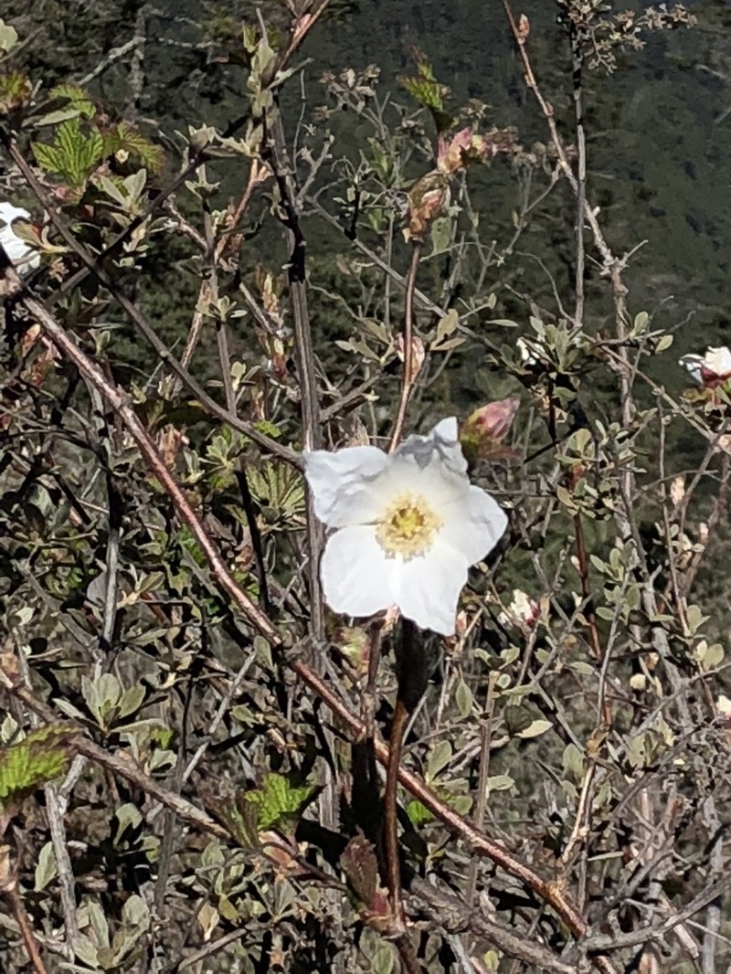 Rubus trilobus photo 2