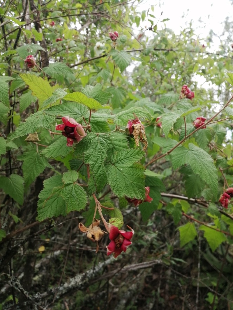 Rubus trilobus photo 3