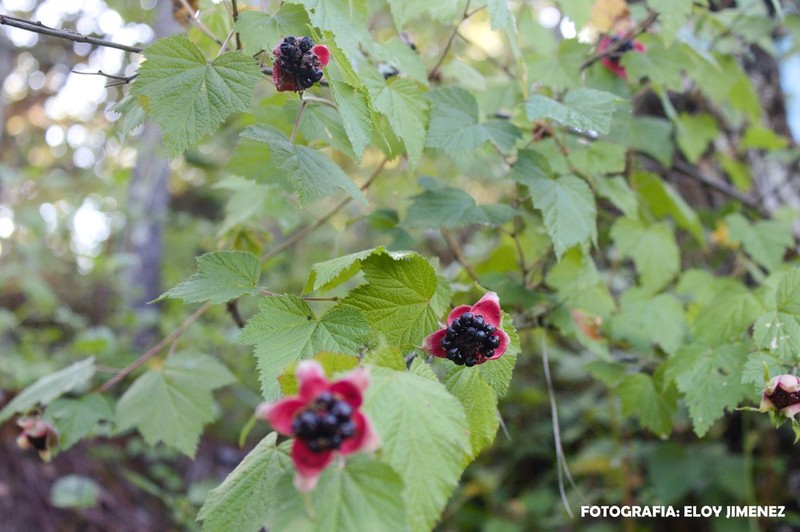 Rubus trilobus photo 4