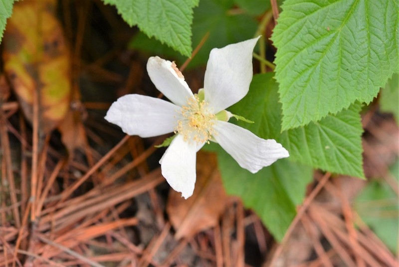 Rubus trilobus photo 5