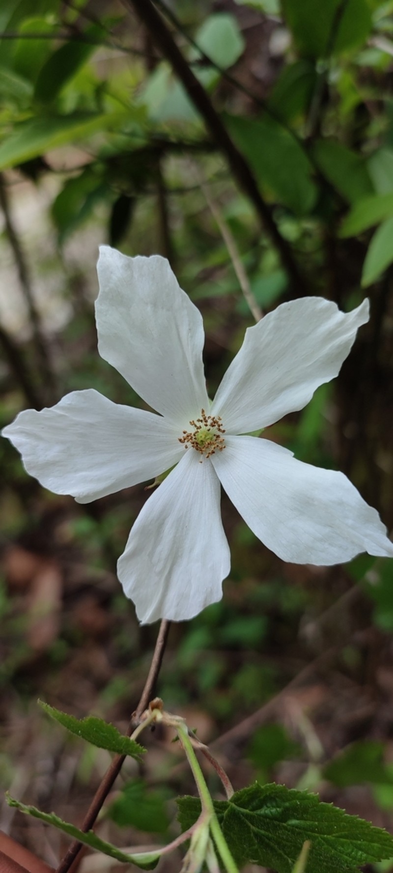 Rubus trilobus photo 6
