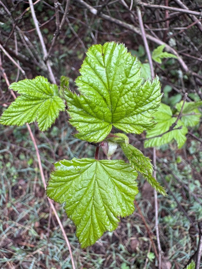 Rubus trilobus photo 7