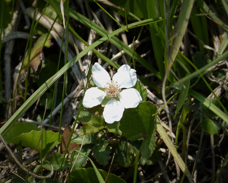 Southern Dewberry photo 3