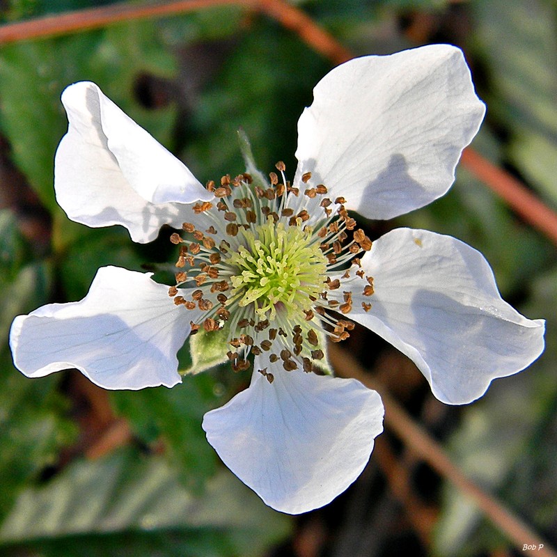 Southern Dewberry photo 4
