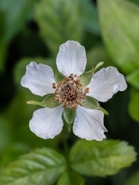 Marvel Dewberry