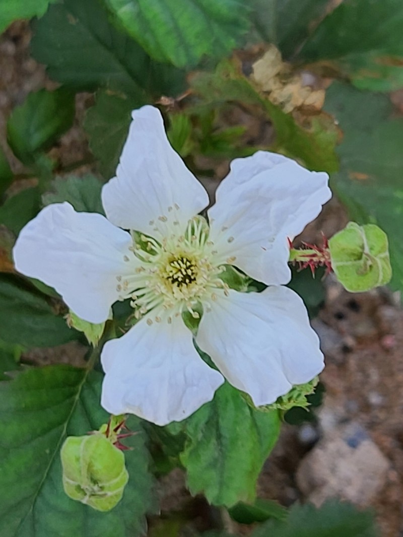 Marvel Dewberry photo 2