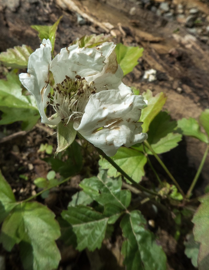 Southern Dewberry photo 3