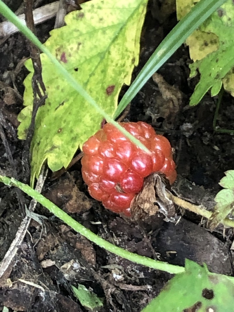 Southern Dewberry photo 7