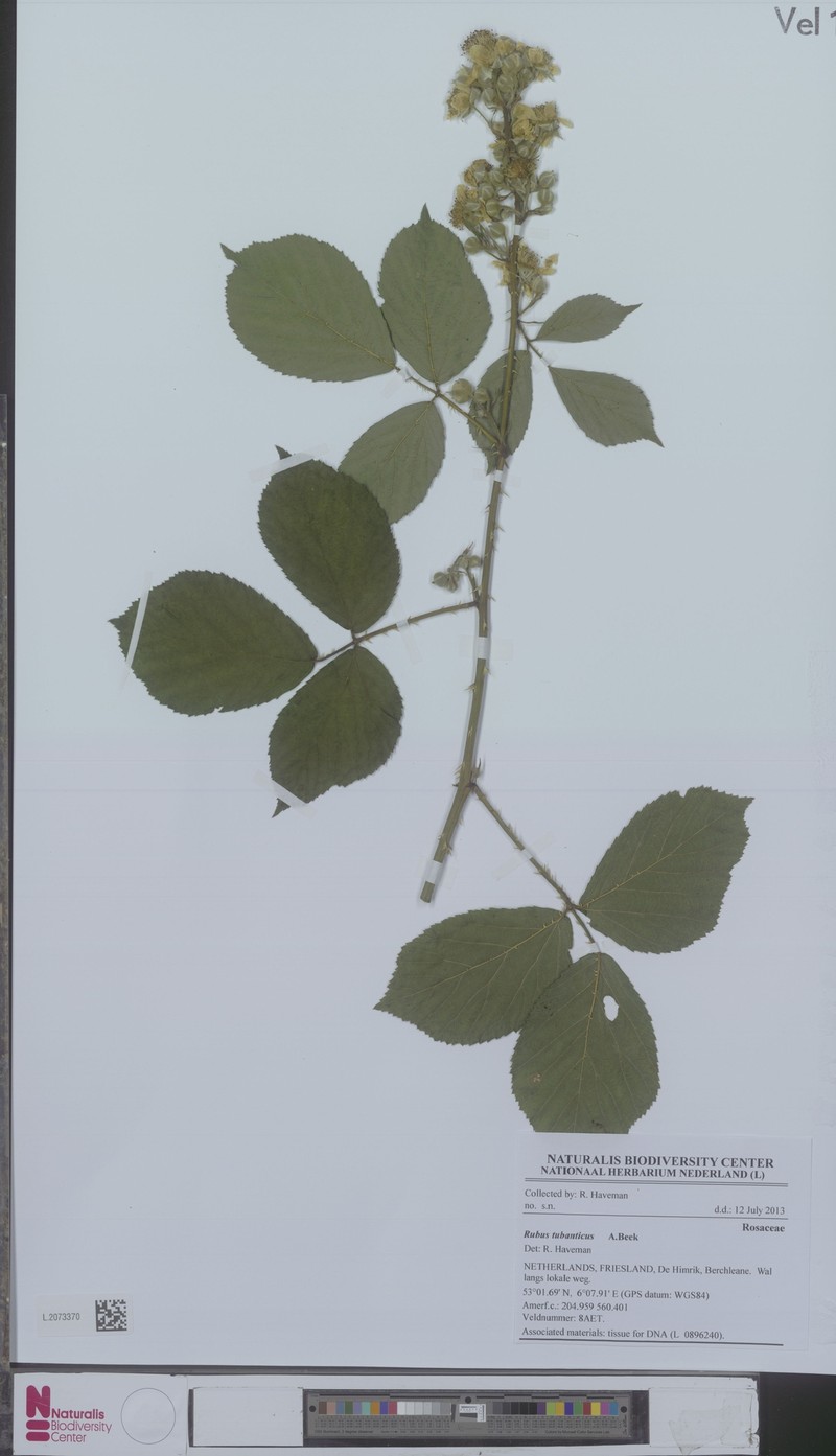 Rubus tubanticus