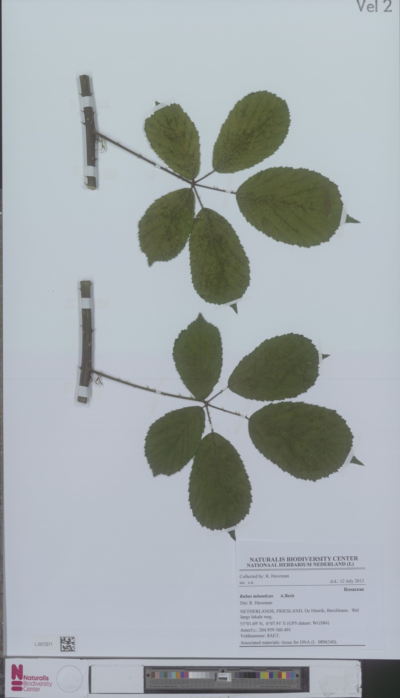 Rubus tubanticus photo 2
