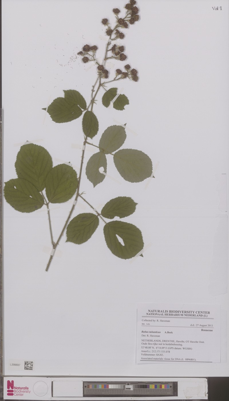 Rubus tubanticus photo 3