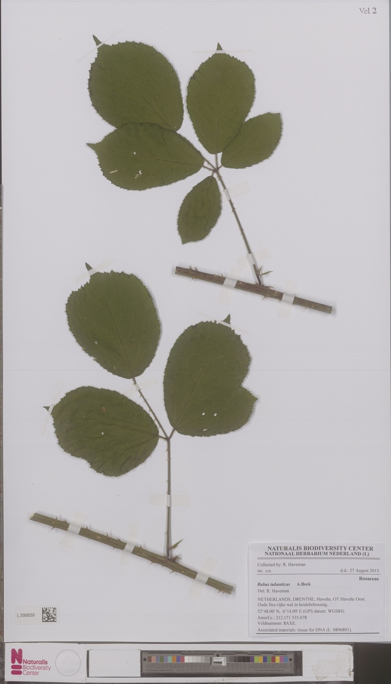 Rubus tubanticus photo 4