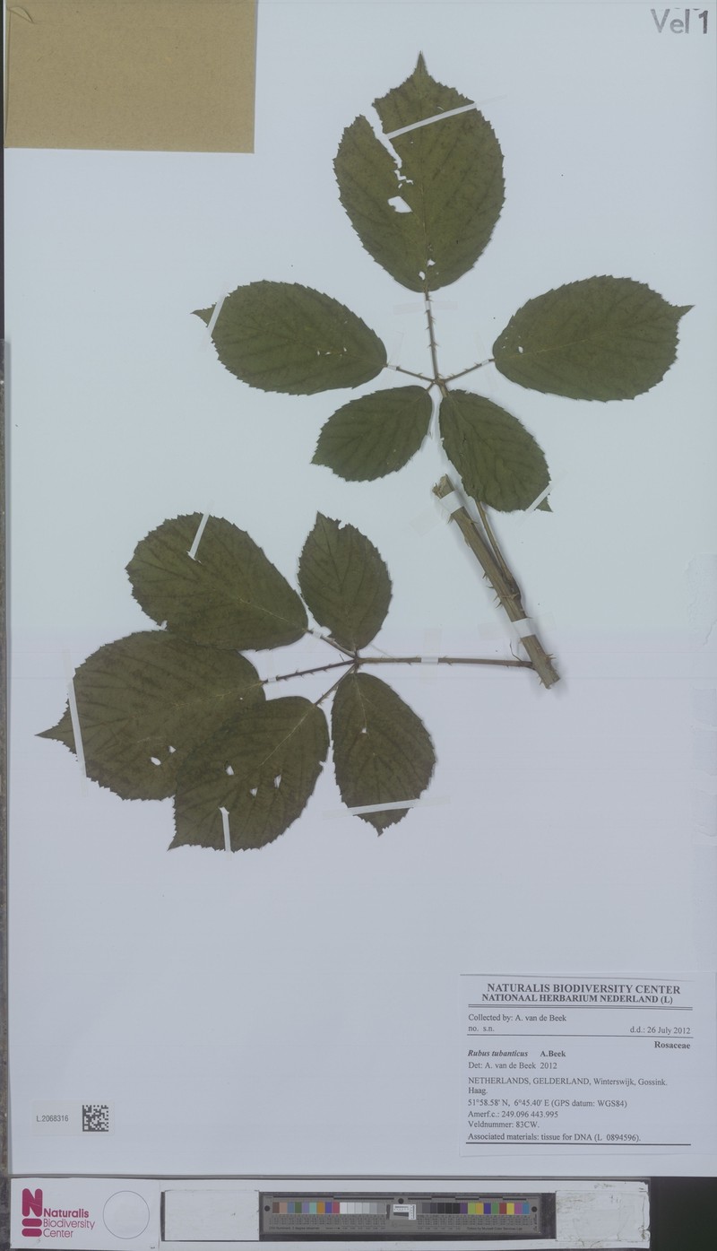 Rubus tubanticus photo 5
