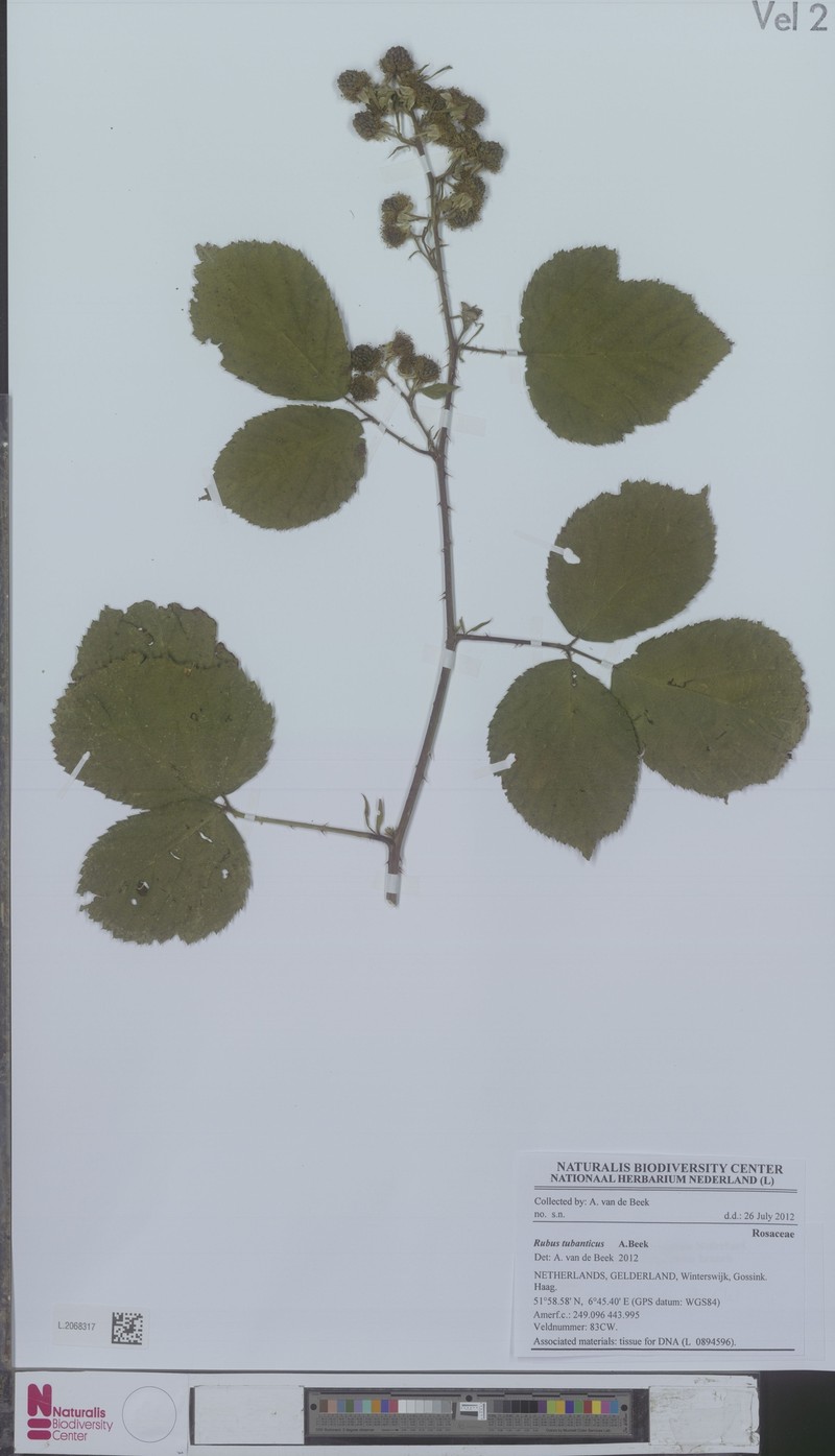 Rubus tubanticus photo 6