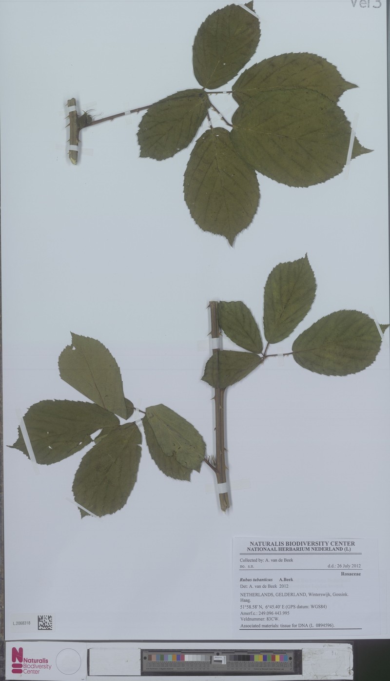 Rubus tubanticus photo 7