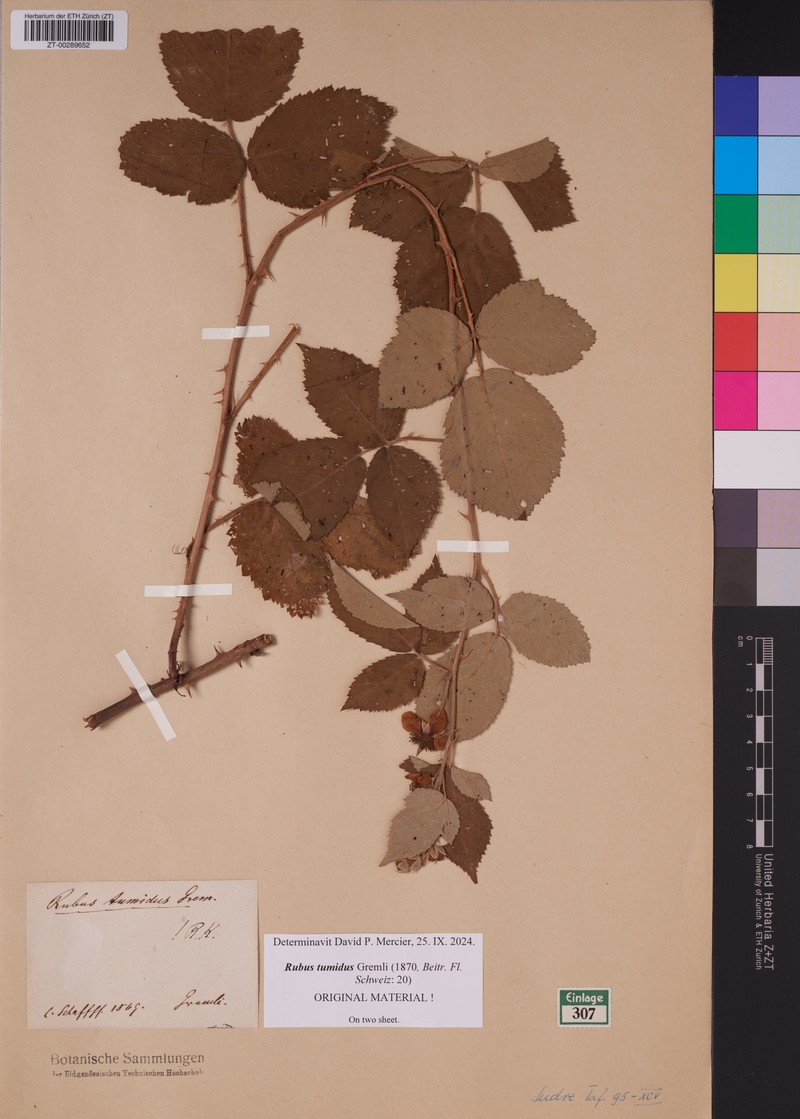 Rubus tumidus